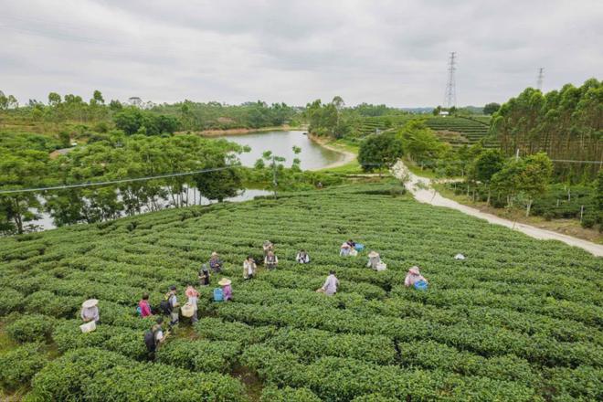 红乌龙茶加工技术团体标准发布AG真人游戏平台app廉江